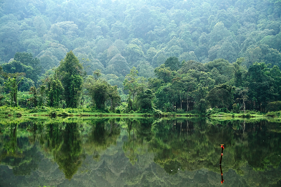 Waving the REDD Flag in Indonesia's Forests – Blogal 